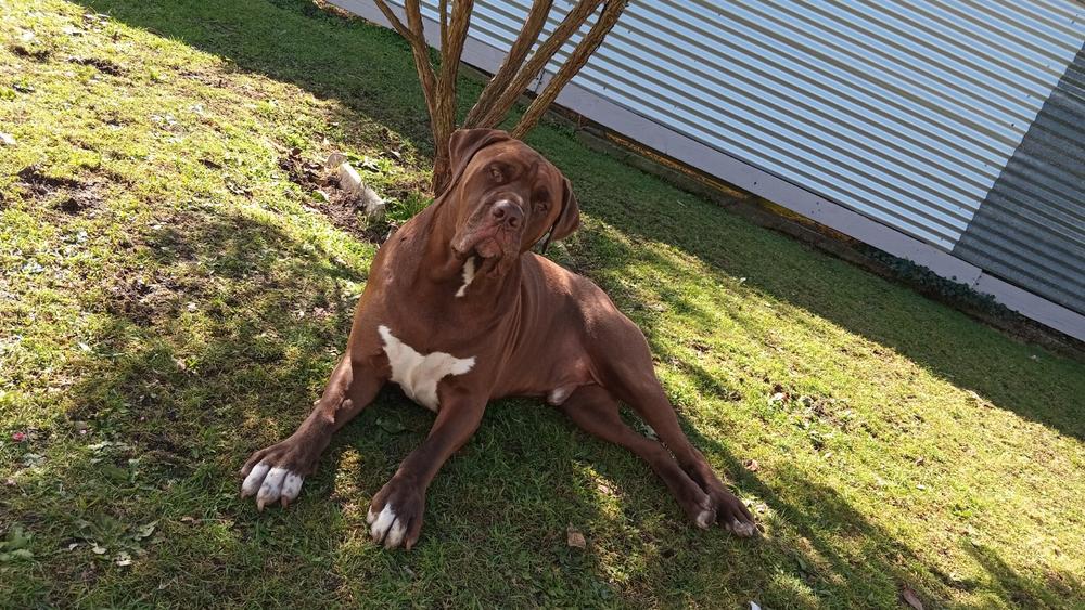 NZ Deer Velvet & Sinew Tablets for Cats & Dogs - Pet Health Supplement - Customer Photo From Warren Hay