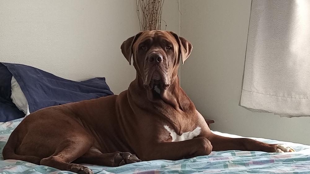 NZ Deer Velvet & Sinew Tablets for Cats & Dogs - Pet Health Supplement - Customer Photo From Warren Hay