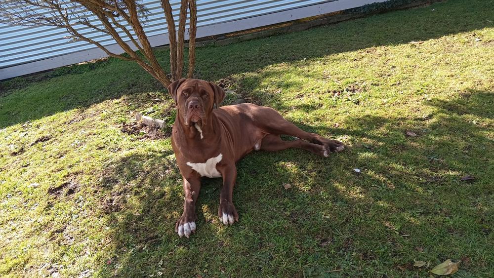 NZ Deer Velvet & Sinew Tablets for Cats & Dogs - Pet Health Supplement - Customer Photo From Warren Hay