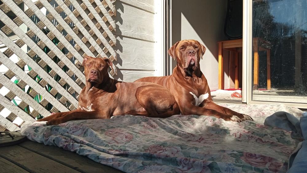 NZ Deer Velvet & Sinew Tablets for Cats & Dogs - Pet Health Supplement - Customer Photo From Warren Hay