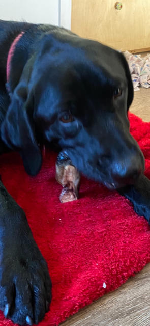 Venison Hooves 1kg - Venison Dog Chews - Customer Photo From Colleen Wackrow