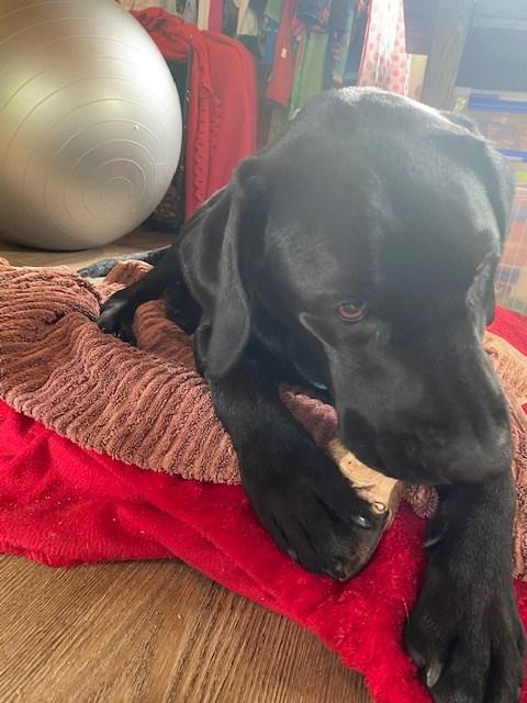 Venison Hooves 1kg - Venison Dog Chews - Customer Photo From Colleen Wackrow