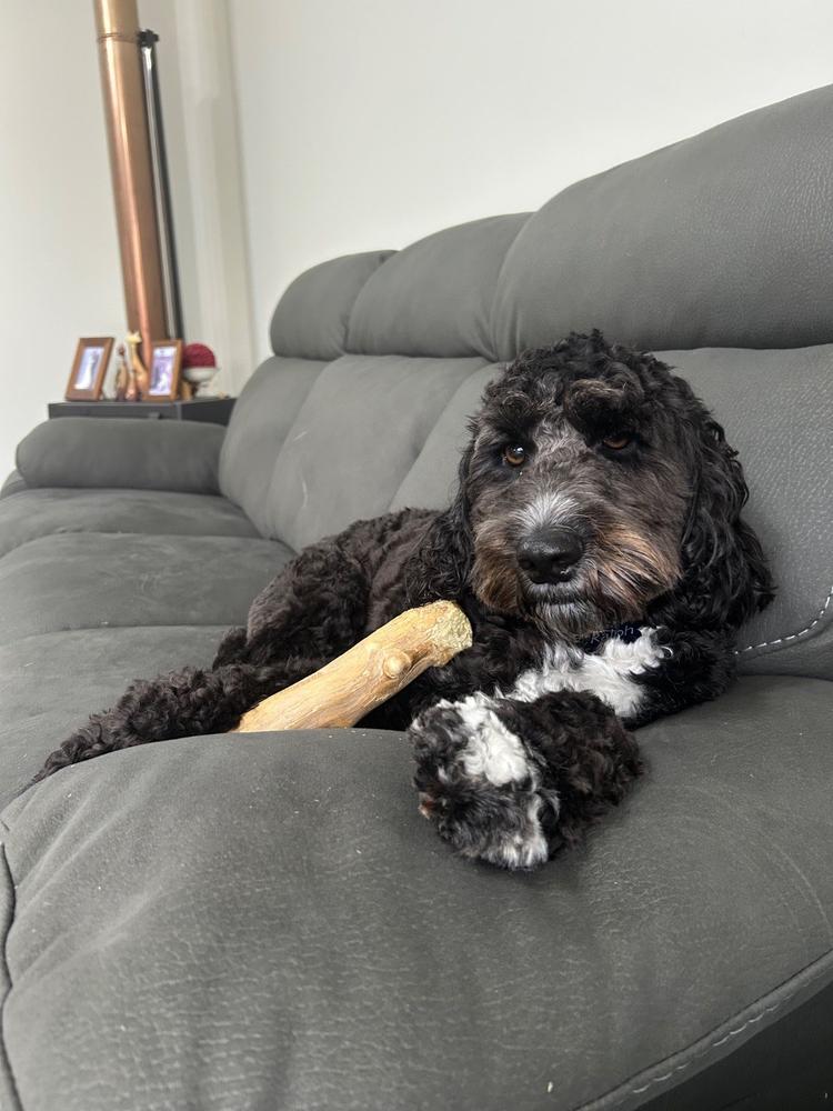 Venison Heart 250g - Cat and Dog Treat - Customer Photo From Anonymous