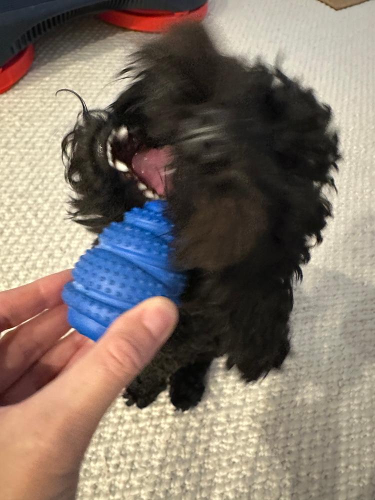 Venison Straps 125g - Meaty Dog Chew - Customer Photo From TM