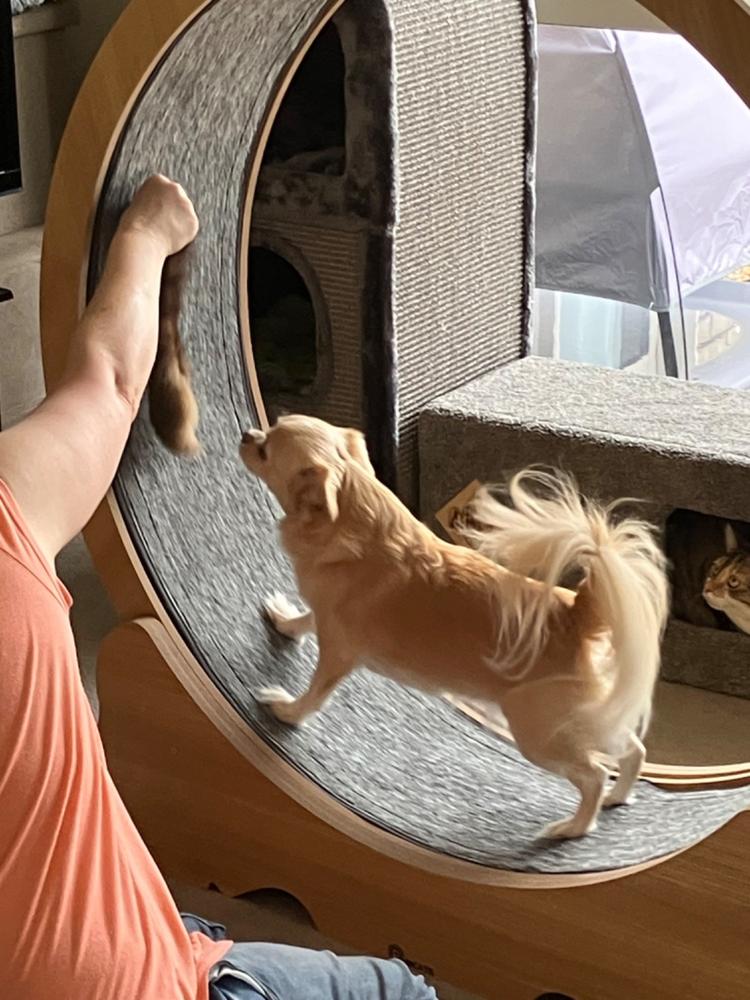 Mini Golden Tendons 1kg - Dog Chew - Customer Photo From Anonymous