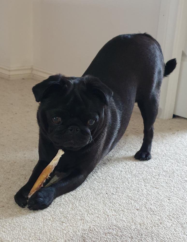 Mini Golden Tendons 1kg - Dog Chew - Customer Photo From Vivienne Dunn