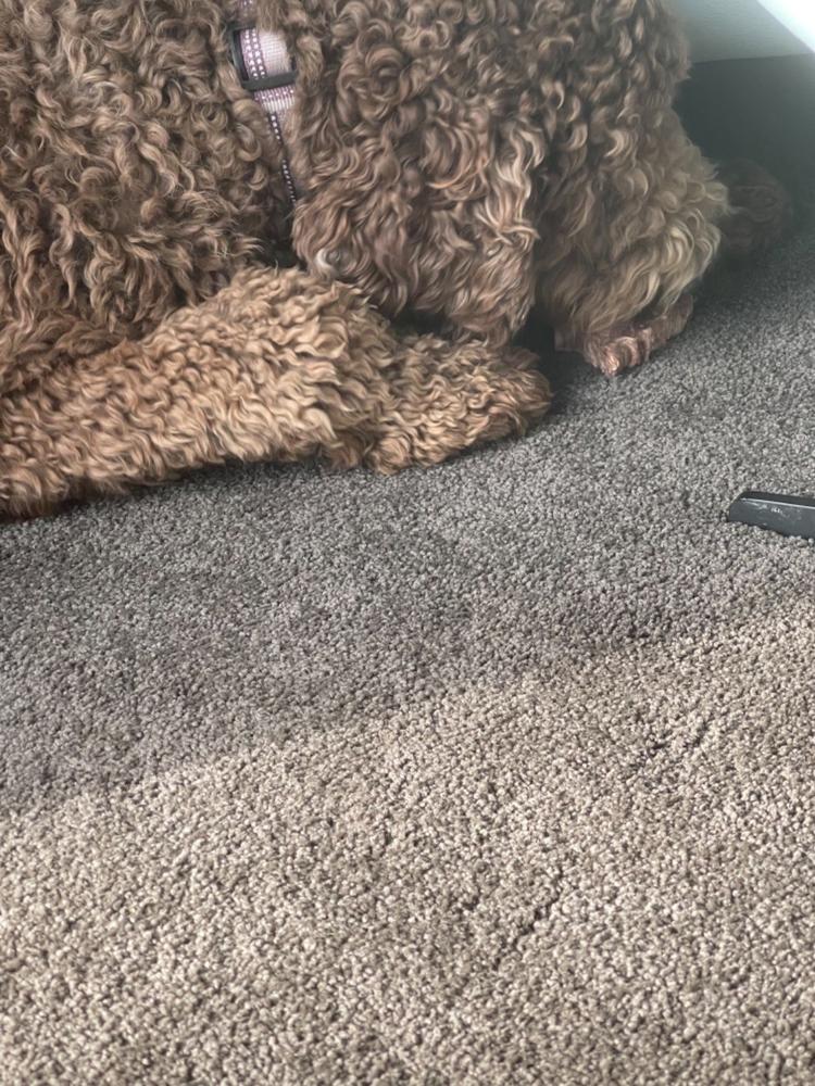Venison Slice 1kg - Best Dog Chew - Customer Photo From Trish Robson