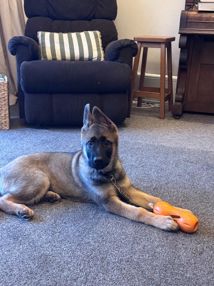 Meaty Tendons - Natural Dog Chews - Customer Photo From Leonie Pearce