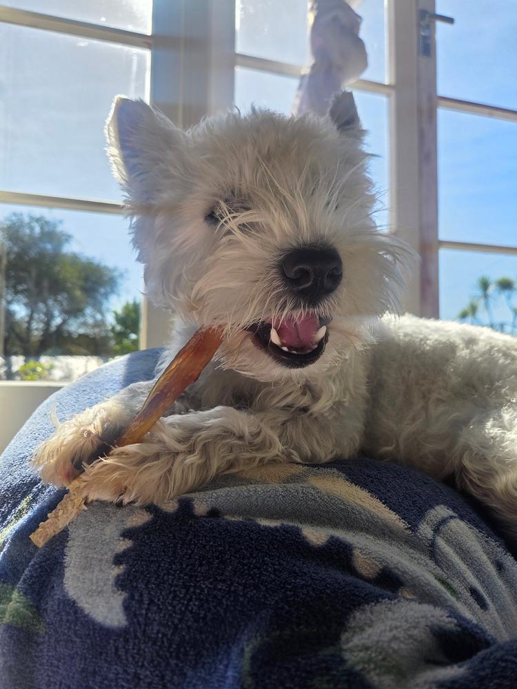 Golden Tendons - Venison Dog Chews - Customer Photo From Snowy