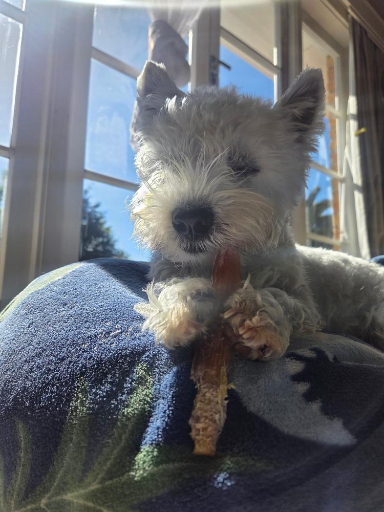 Golden Tendons - Venison Dog Chews - Customer Photo From Snowy
