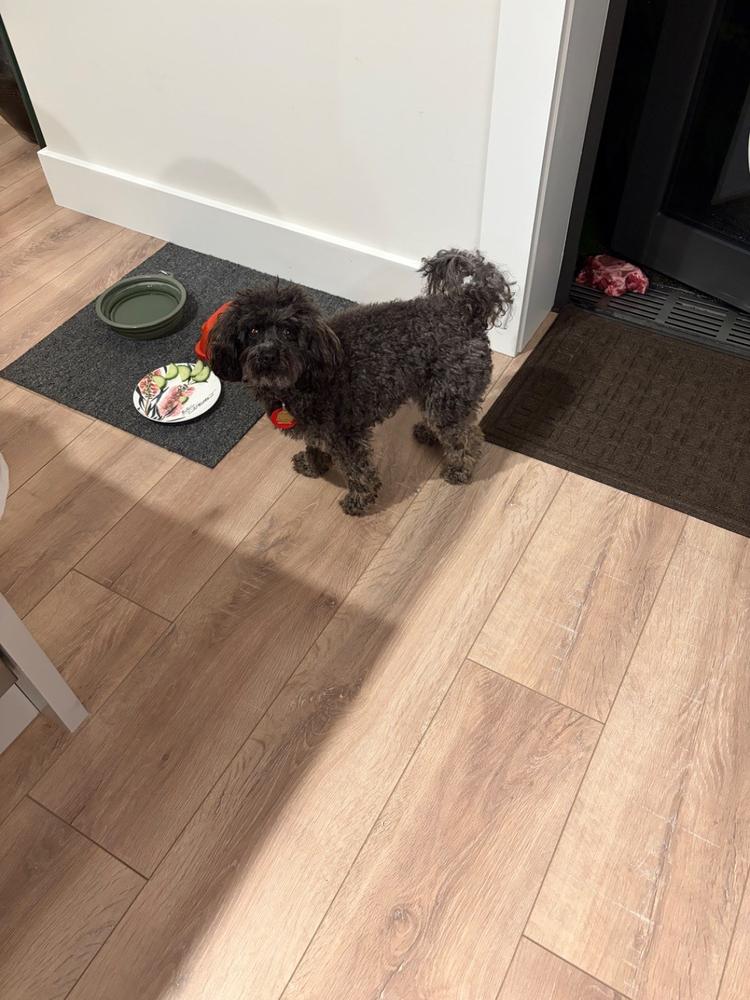 Venison Heart - Cat and Dog Treat - Customer Photo From Mirren Stevens