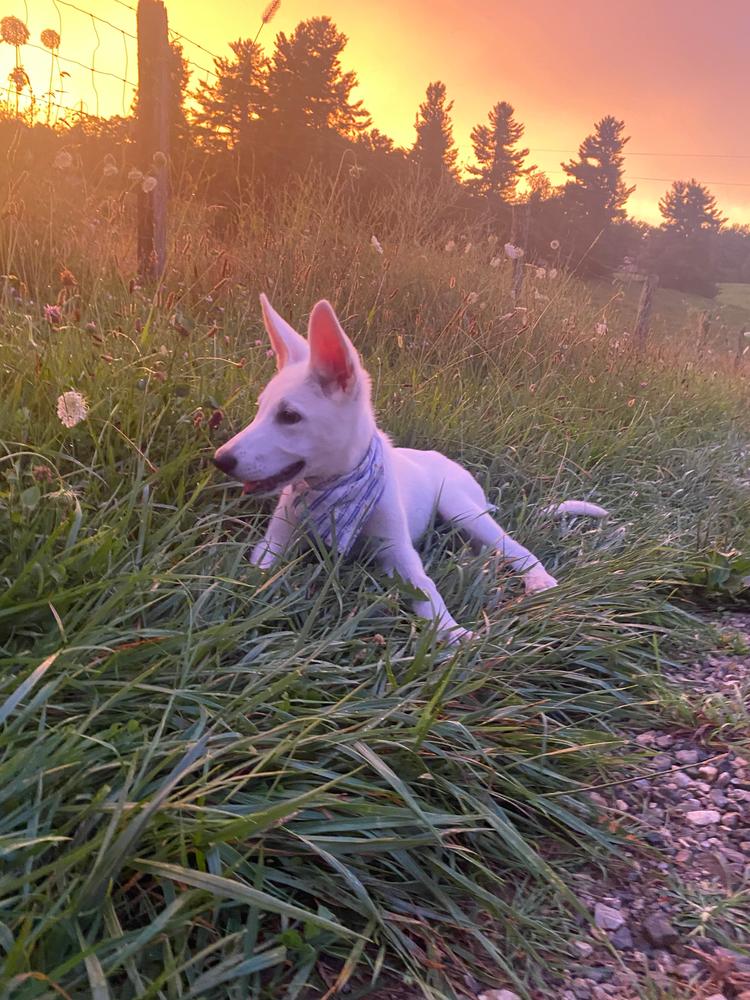 Blue Stripes and Daisies Dog Bandana - Customer Photo From Amber May