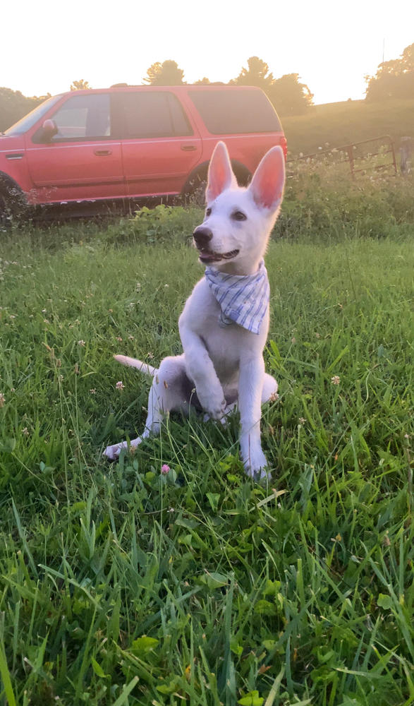 Blue Stripes and Daisies Dog Bandana - Customer Photo From Amber May