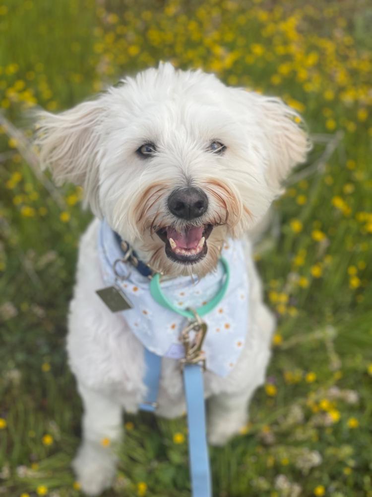 Embroidered Daisies Dog Bandana - Customer Photo From Jeannie Rim
