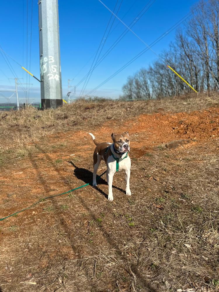 Meadow Green Waterproof Cloud 30 Ft Dog Leash - Customer Photo From Liz