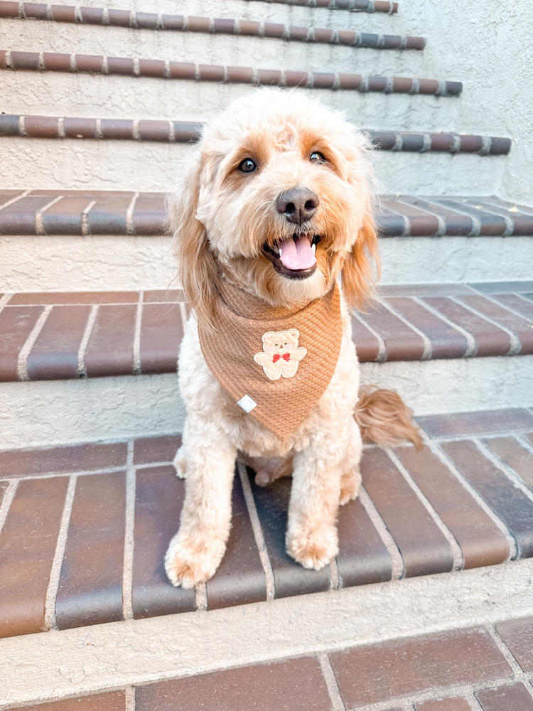 Pocket Teddy Friends Vol. 1 Dog Bandana - Beige - Customer Photo From Hannah Esslinger