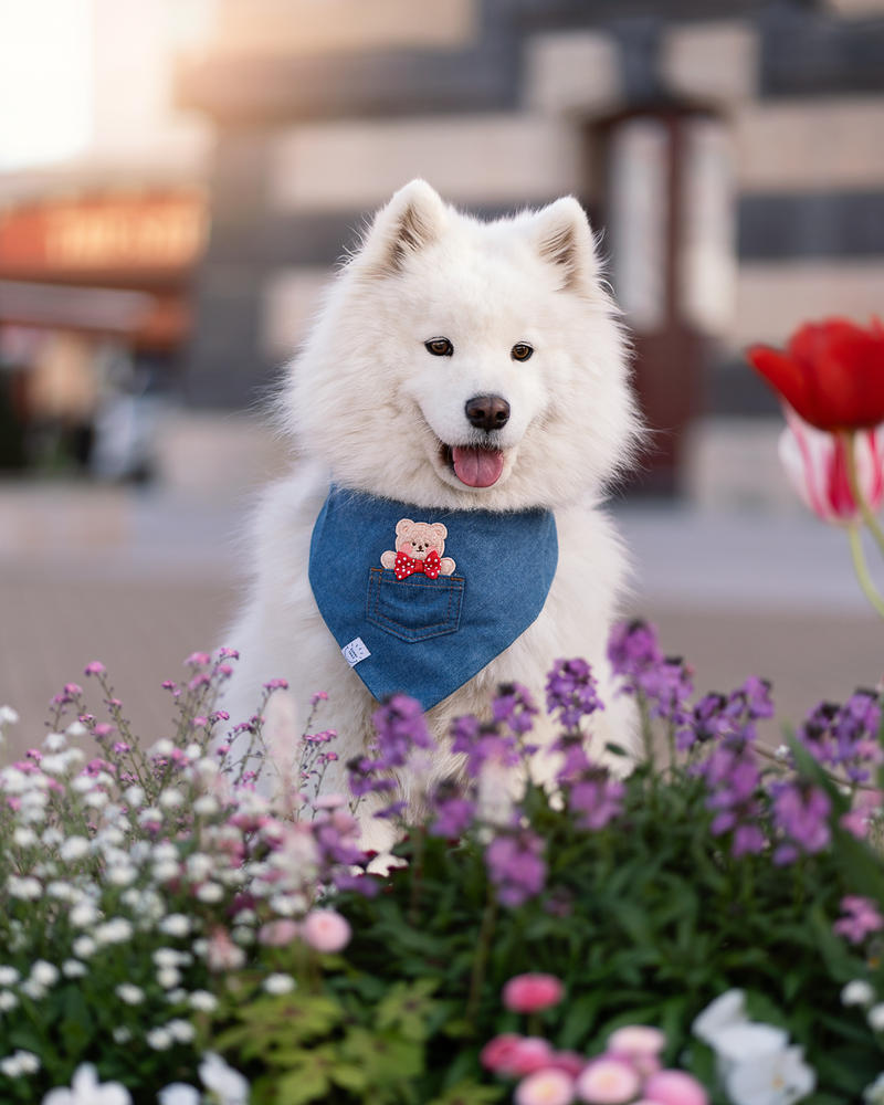 Pocket Teddy Indigo Denim Dog Bandana - Beige - Customer Photo From Lana Dorthe