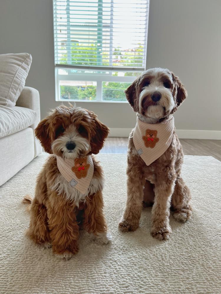 Pocket Teddy Friends Vol. 1 Dog Bandana - Brown - Customer Photo From Rosie 