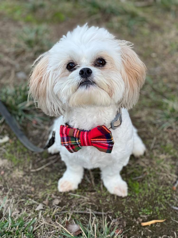 Christmas Flannel Dog Bow Tie - Customer Photo From Ashlyn Hutchcraft