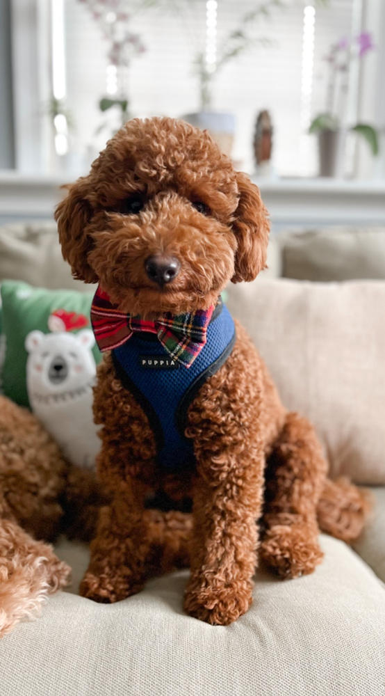 Goldendoodle bow tie best sale