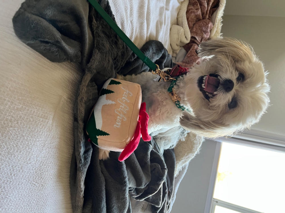 Christmas Flannel Dog Bow Tie - Customer Photo From Ashlyn Hutchcraft
