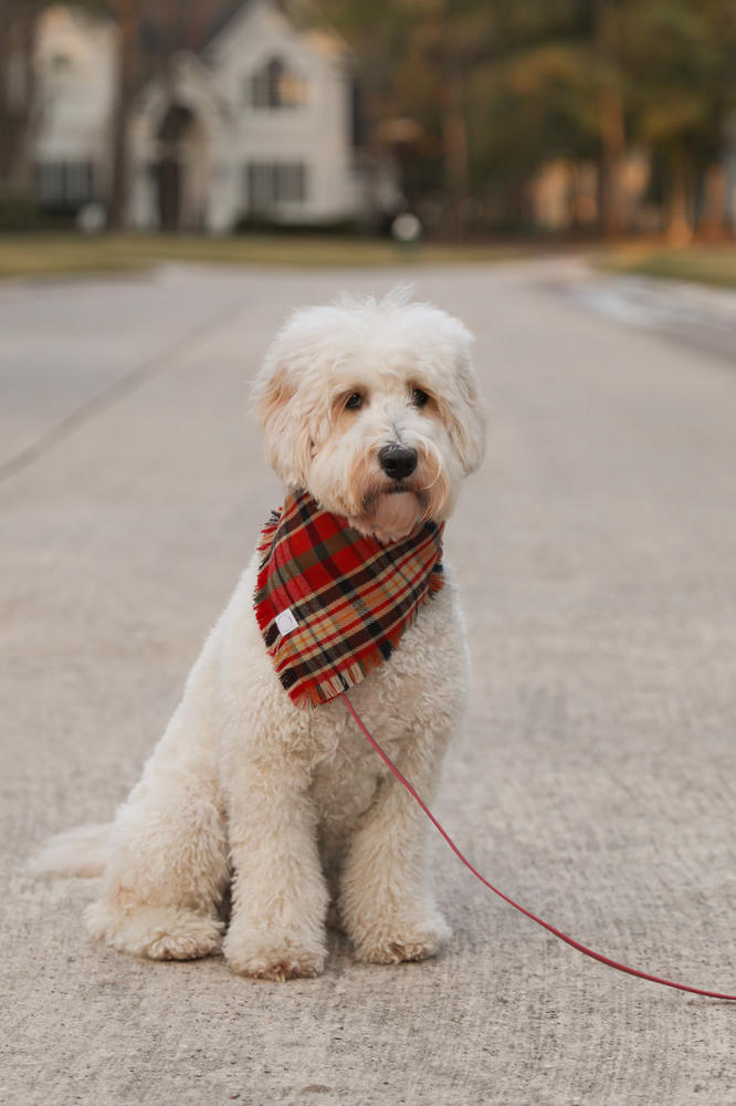 New Multicolor With Ruffles Dog Bandana Flannel Fancy 