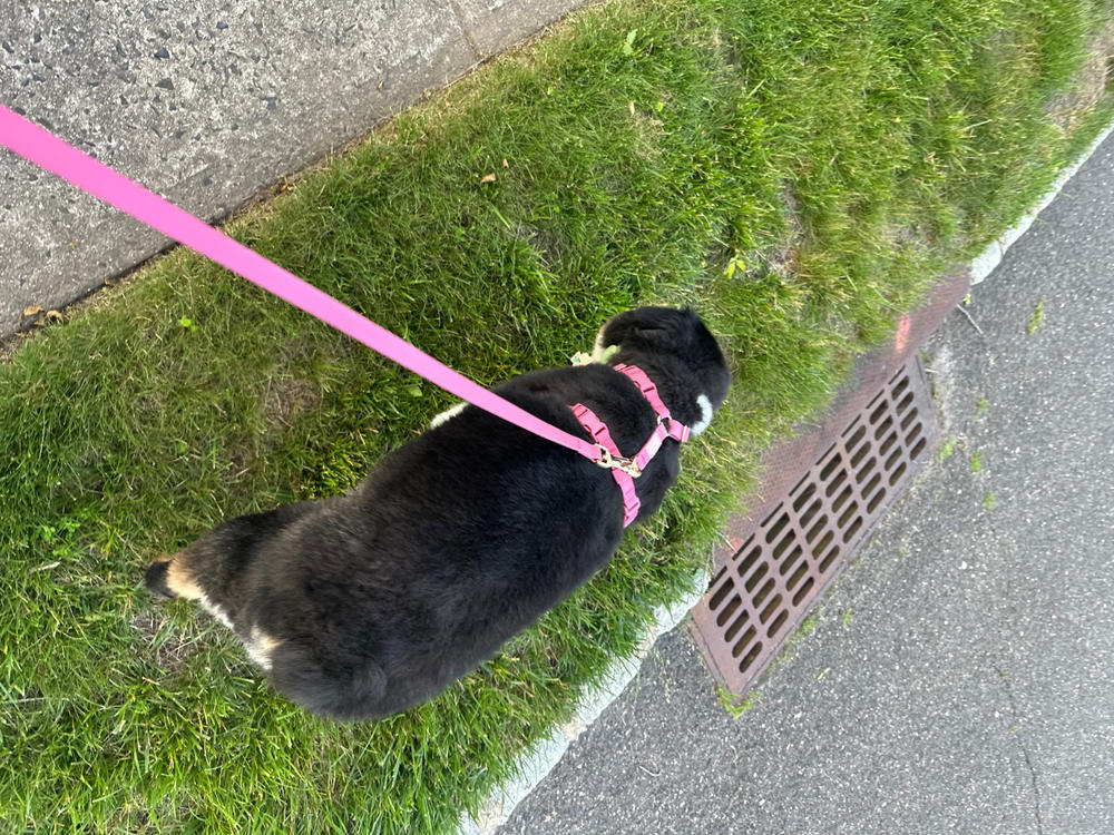 Mulberry Burgundy Waterproof Dog Collar - Customer Photo From Tanushka Sehgal