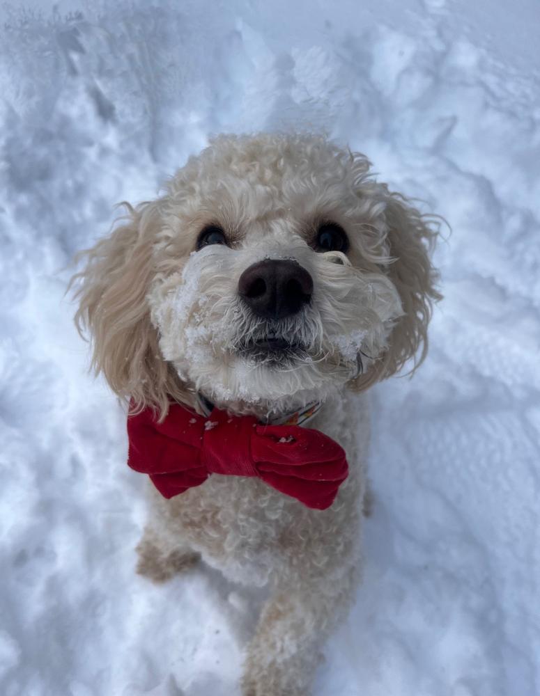 Red Corduroy Dog Bow Tie - Customer Photo From Isabella Di Lucia