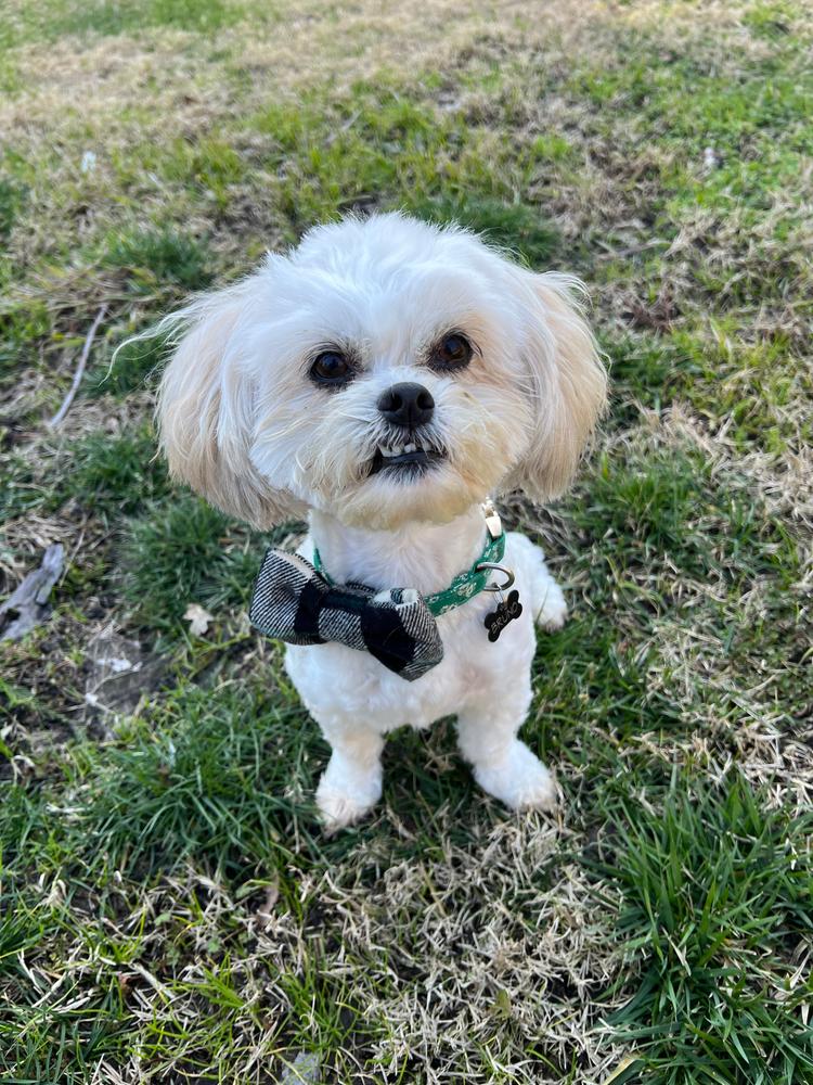 Black & White Flannel Dog Bow Tie - Customer Photo From Ashlyn