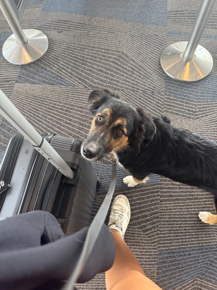 Ember Black 4-in-1 Convertible Hands Free Cloud Dog Leash - Customer Photo From Daria Kabiri