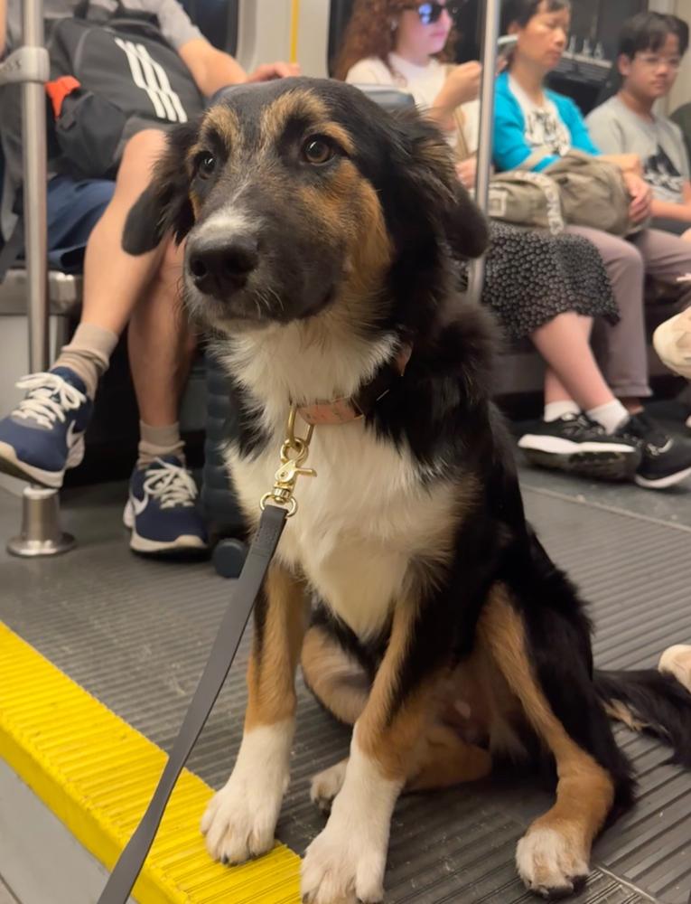 Ember Black 4-in-1 Convertible Hands Free Cloud Dog Leash - Customer Photo From Daria Kabiri