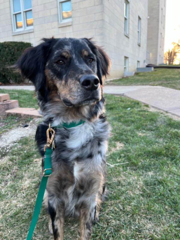 Meadow Green Waterproof Dog Collar - Customer Photo From Allison Croy