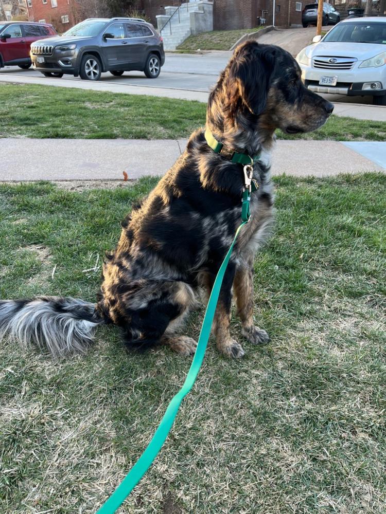 Meadow Green Waterproof Dog Collar - Customer Photo From Allison Croy