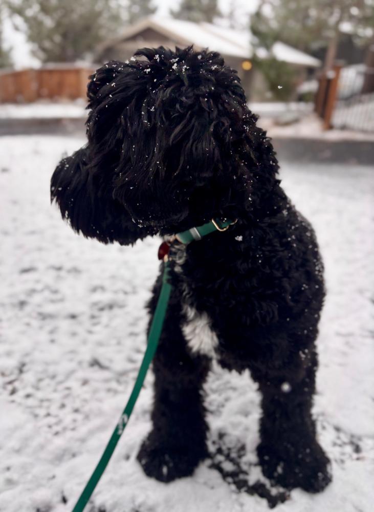 Meadow Green Waterproof Dog Collar - Customer Photo From Jenny Richardson