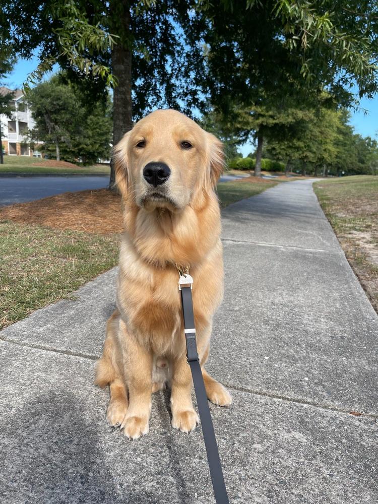 Ember Black Waterproof Dog Collar - Customer Photo From Idalis Vasquez