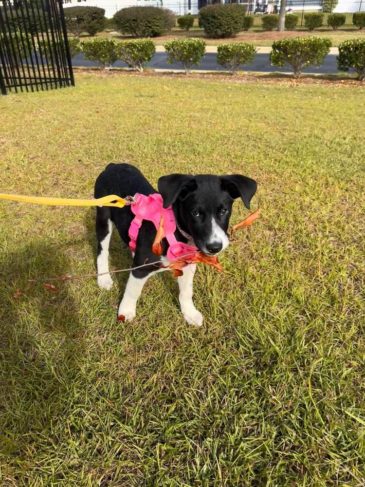 Dandelion Yellow 4-in-1 Convertible Hands Free Cloud Dog Leash Wide - Customer Photo From Brooke Cole