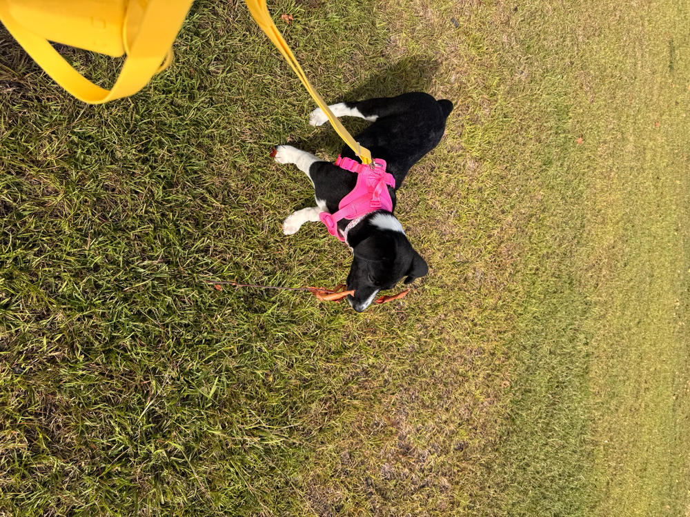Dandelion Yellow 4-in-1 Convertible Hands Free Cloud Dog Leash Wide - Customer Photo From Brooke Cole