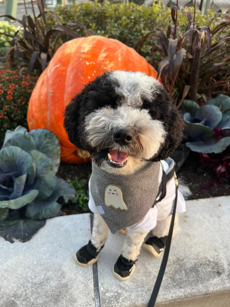 Ghost Grey Herringbone Flannel Dog Bandana (Glow in the Dark) - Customer Photo From Theodore