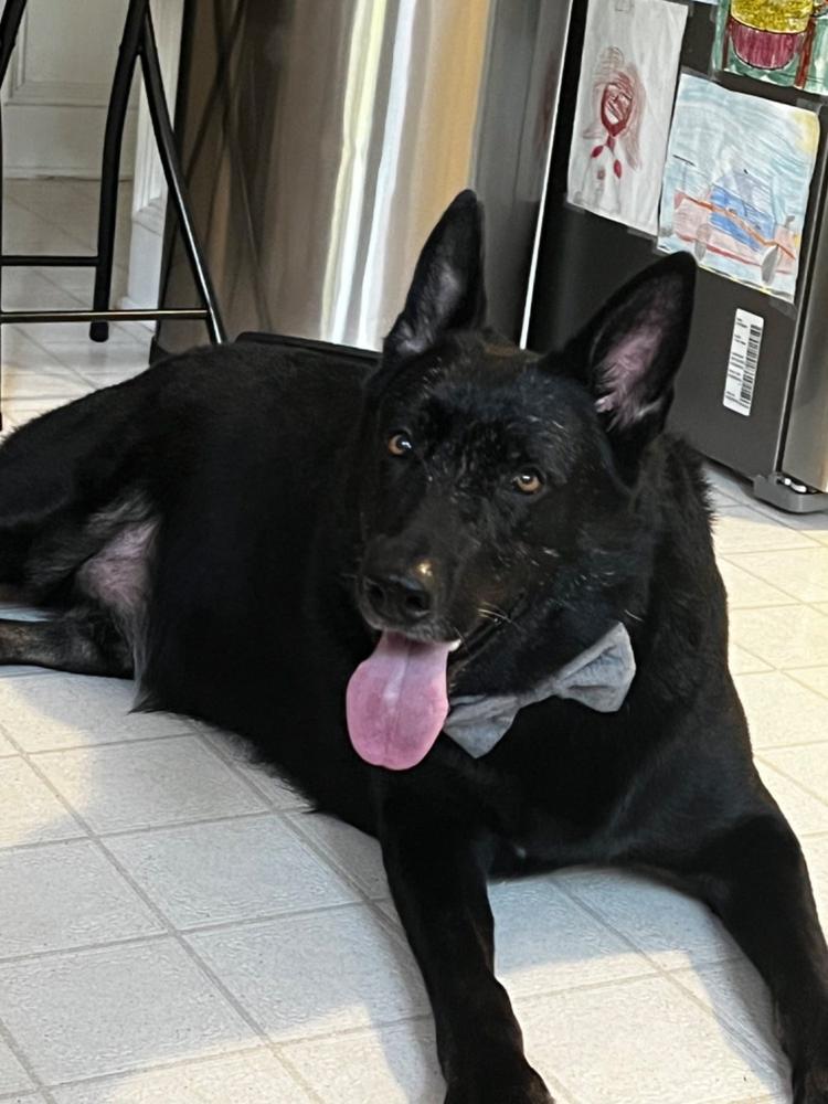 Grey Flannel Herringbone Dog Bow Tie - Customer Photo From Elise Wells