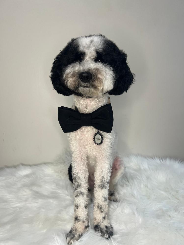 Black Linen Dog Bow Tie - Customer Photo From Theodorablecitydood 
