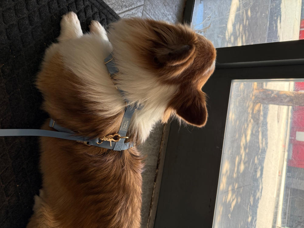 Malibu Blue Cloud Lite Dog Harness - Customer Photo From Melissa Megowan