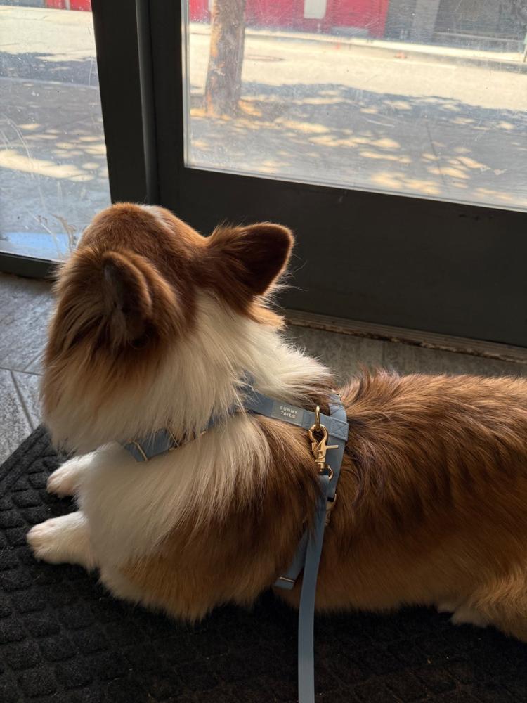 Malibu Blue Cloud Lite Dog Harness - Customer Photo From Melissa Megowan