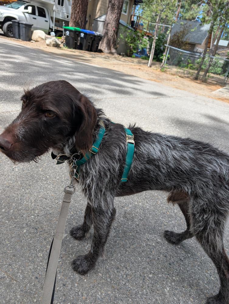 Meadow Green Cloud Lite Dog Harness - Customer Photo From lauren