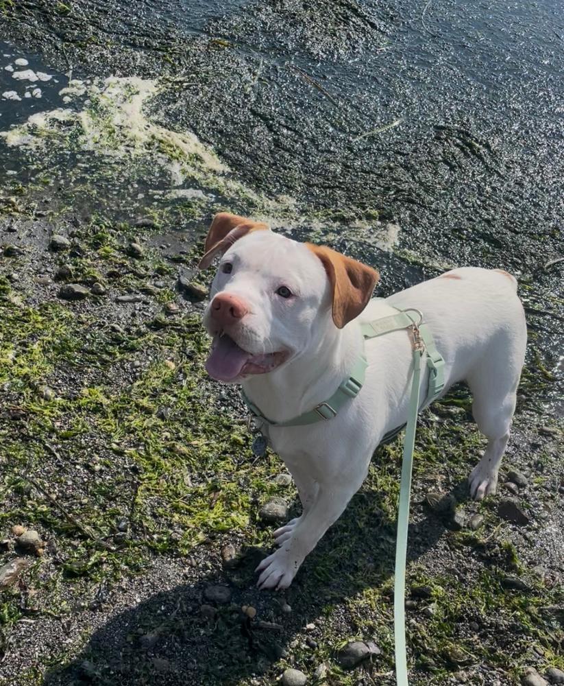 Pistachio Green Cloud Lite Dog Harness - Customer Photo From abbey 