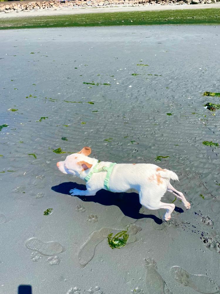 Pistachio Green Cloud Lite Dog Harness - Customer Photo From abbey 