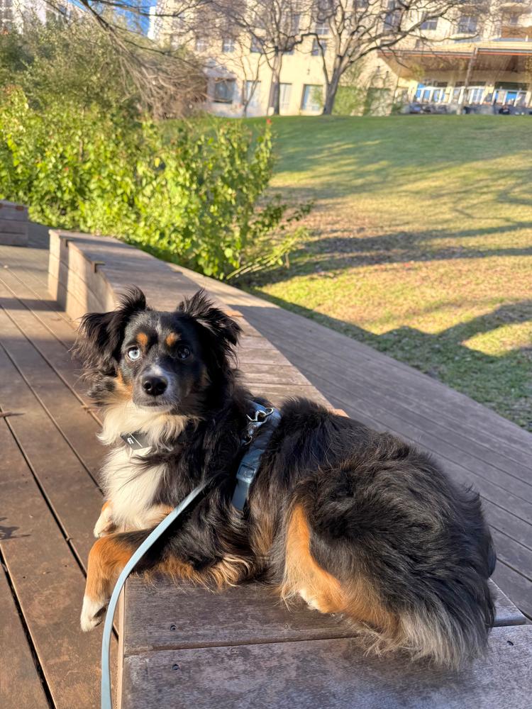 Dandelion Yellow Cloud Lite Dog Harness - Customer Photo From Lara