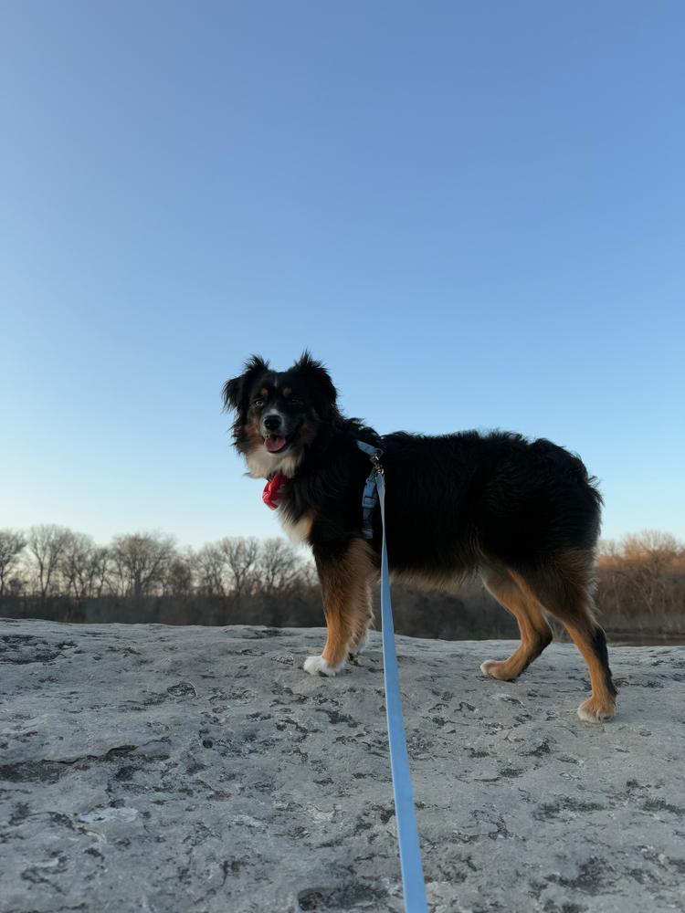 Dandelion Yellow Cloud Lite Dog Harness - Customer Photo From Lara