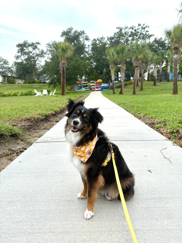 Dandelion Yellow Cloud Lite Dog Harness - Customer Photo From Lara