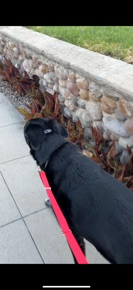 Cherry Red Wide 4-in-1 Convertible Hands Free Cloud Dog Leash - Customer Photo From Palia Griffin