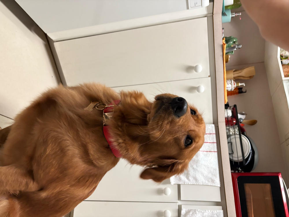 Cherry Red Waterproof Dog Collar - Customer Photo From Talia Moya